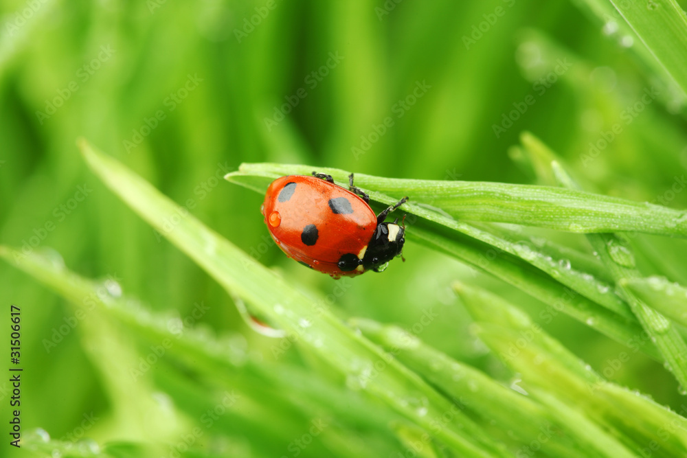 ladybug on grass