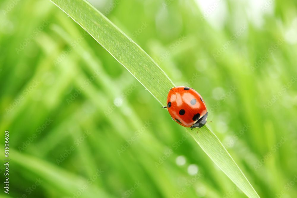 ladybug on grass ladybug on grass