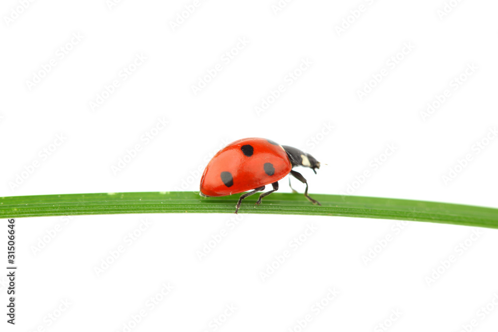 Fototapeta premium ladybug on grass