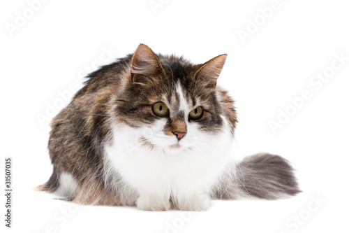 Laying cat isolated over white background