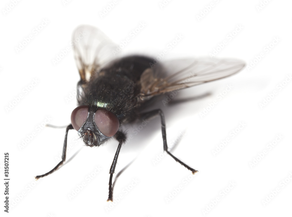 Fototapeta premium Bluebottle fly isolated on white background