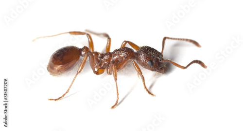 Red ant isolated on white background © Henrik Larsson