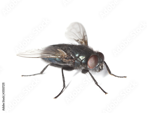 Bluebottle fly isolated on white background © Henrik Larsson