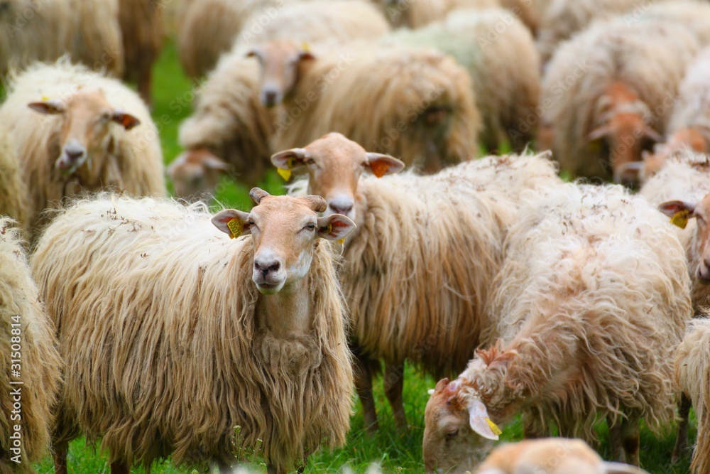 Naklejka premium Moutons du Pays Basque