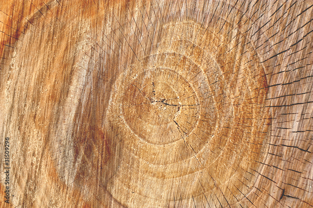 Naklejka premium tree stump background