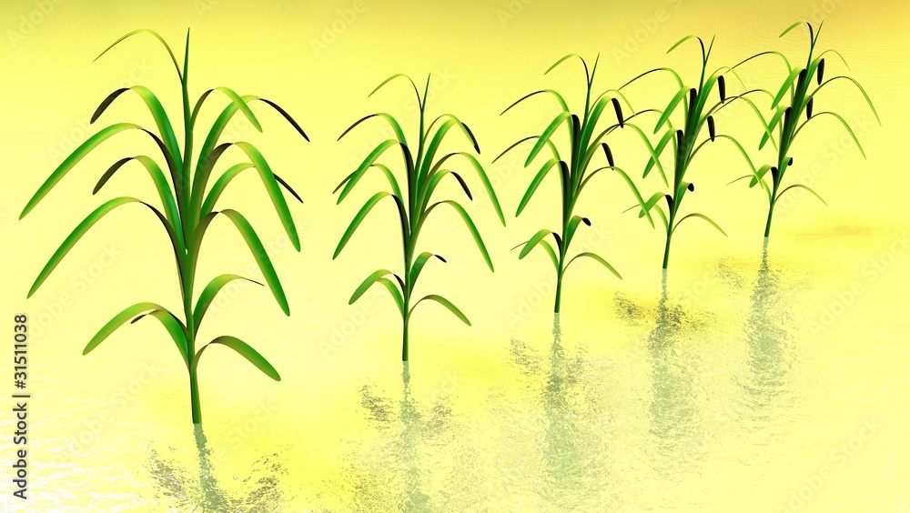 grass _ herbe grass _ herbe