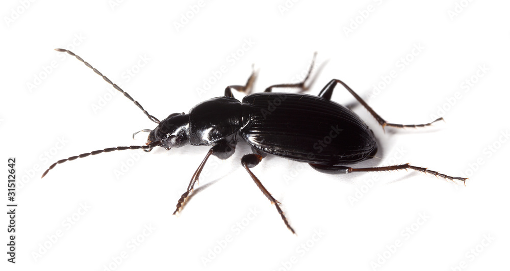 Ground beeetle isolated on white background Ground beeetle isolated on white background