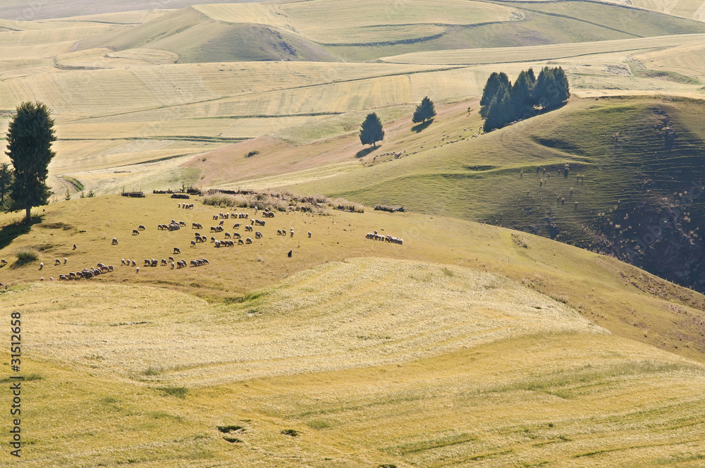 Obraz premium 原野风光