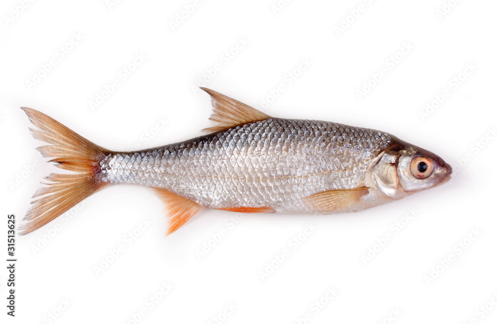 Fototapeta premium roach isolated on white background