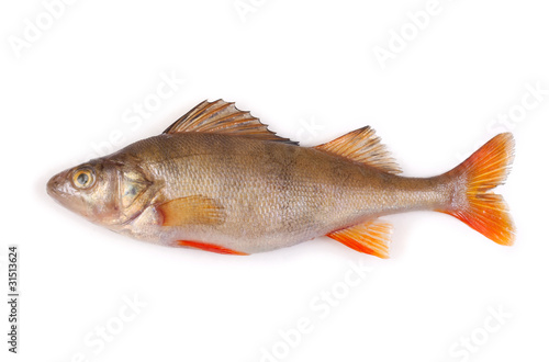 perch isolated on white background