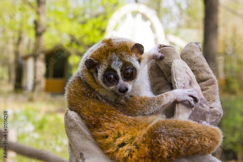 Bild auf Leinwand Pygmy slow loris (Nycticebus pygmaeus)