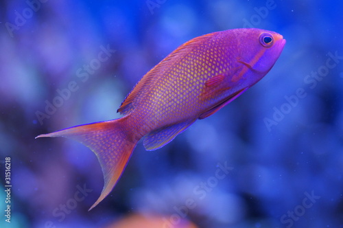 pseudoanthias squamipinnis male photo