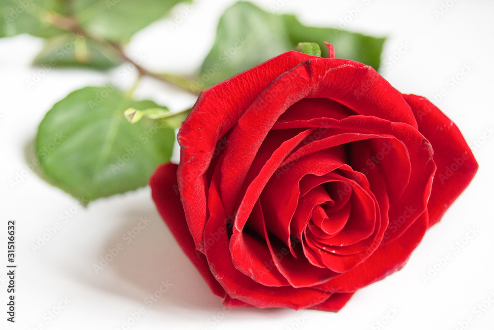 Fototapeta premium Big red rose.