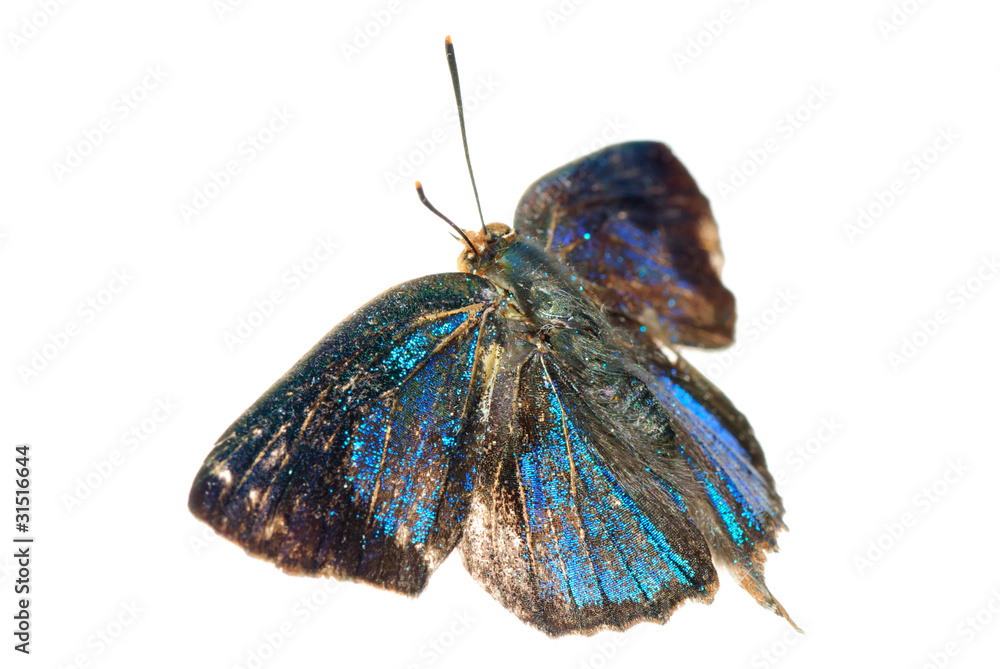 Naklejka premium butterfly silver streak blue