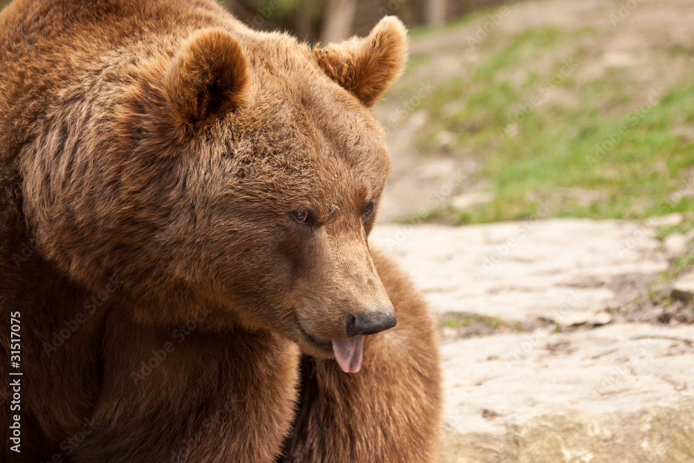 Braunbär