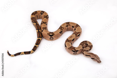 Boa constrictor on white background