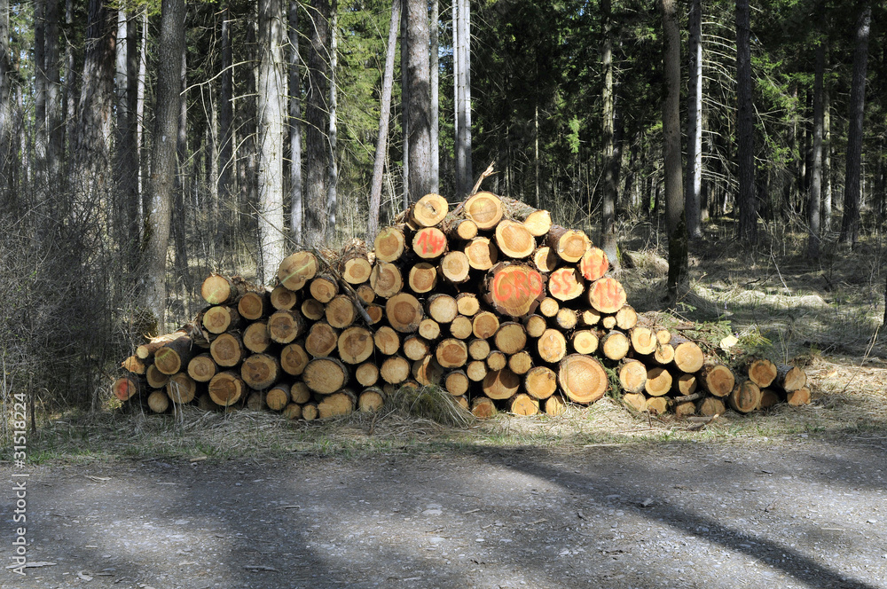Holzstapel im Wald Nadelholz