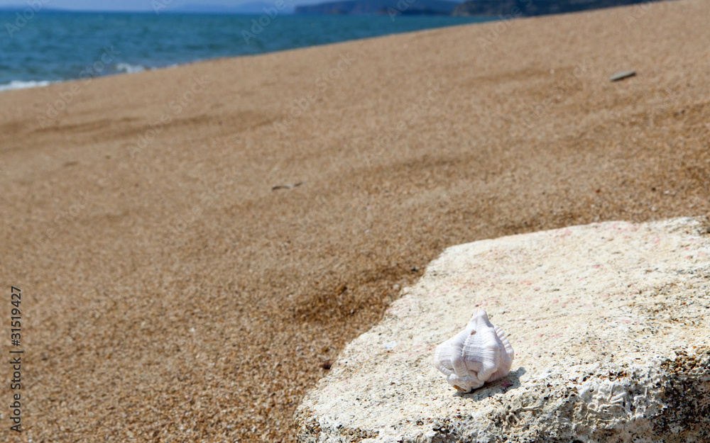 Sea shell at Finikounta beach of Peloponnese, Greece Sea shell at Finikounta beach of Peloponnese, Greece