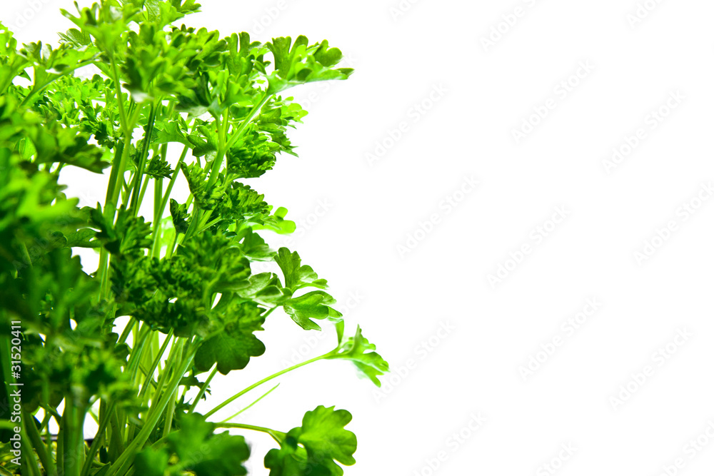 Fototapeta premium petersilie