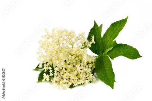 elderberry flower on white