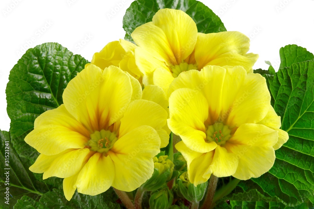 yellow primula blooming yellow primula blooming