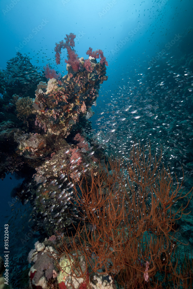 Fototapeta premium Glass fish and coral reef in the Red Sea.