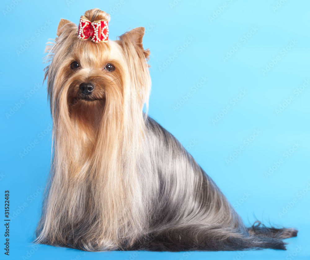 Naklejka premium Yorkshire Terrier