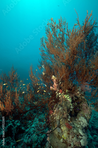 Branching black coral in the Red Sea.
