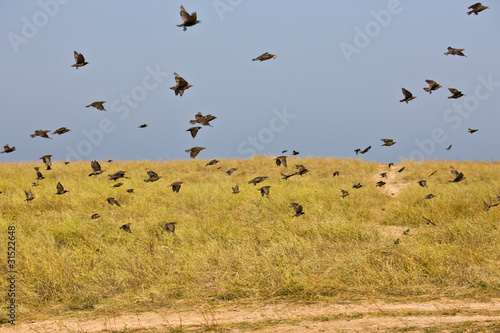 flock of birds © AGphotographer