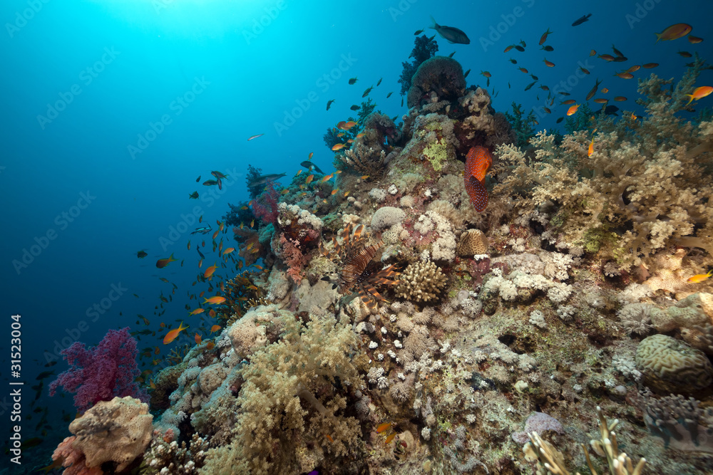 Obraz premium Coral reef and fish in the Red Sea.