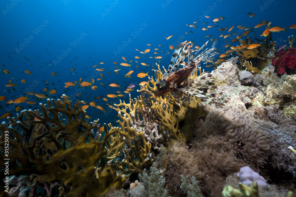Fototapeta premium Lionfish and coral in the Red Sea.