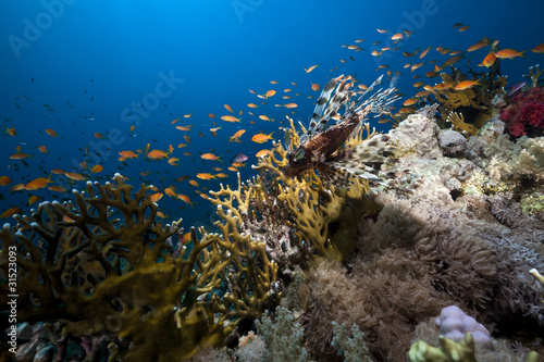 Lionfish and coral in the Red Sea.