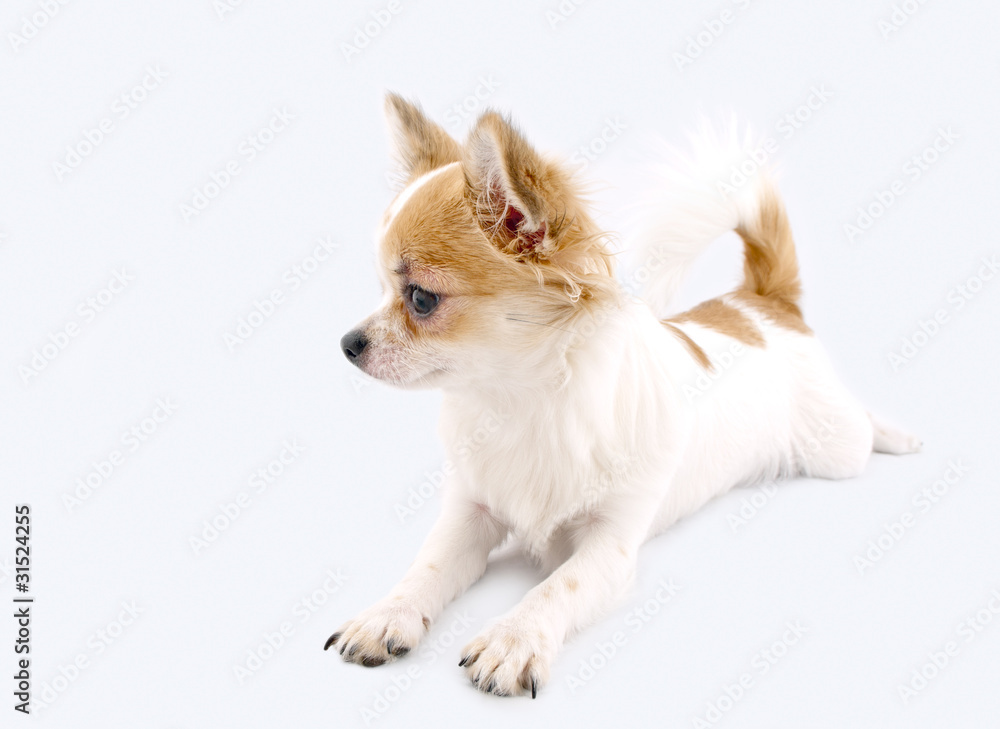 white with red chihuahua dog lying down isolated white with red chihuahua dog lying down isolated