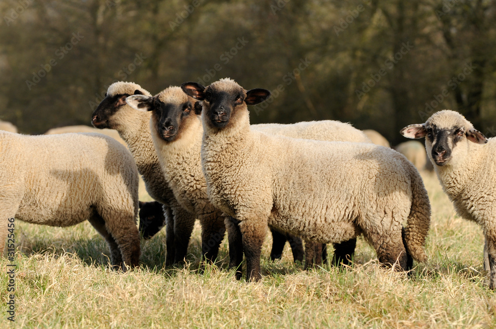 Obraz premium Junge Schafe