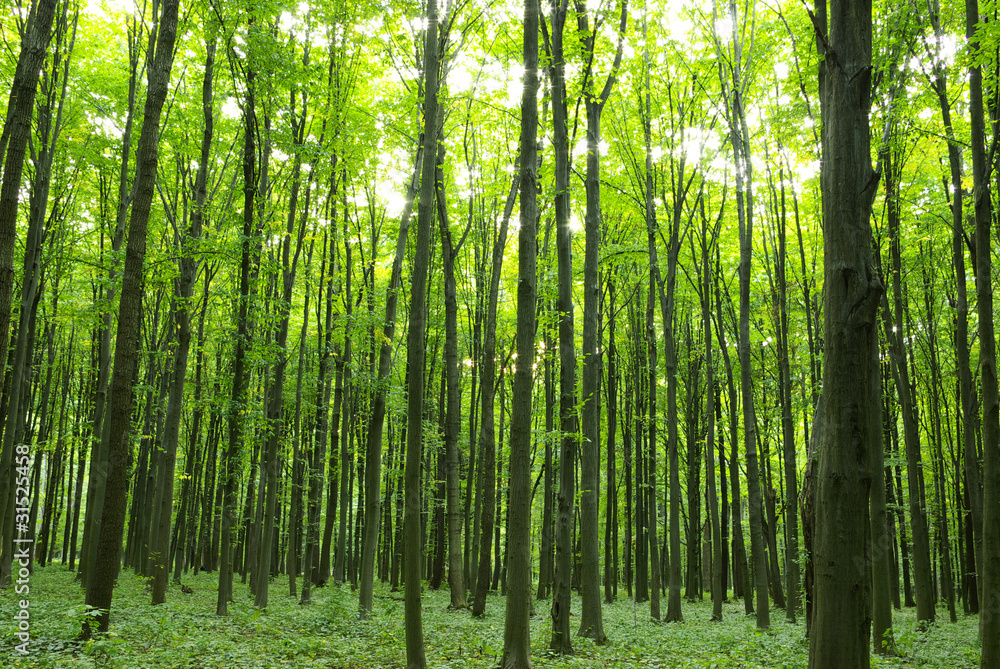 Forest Forest