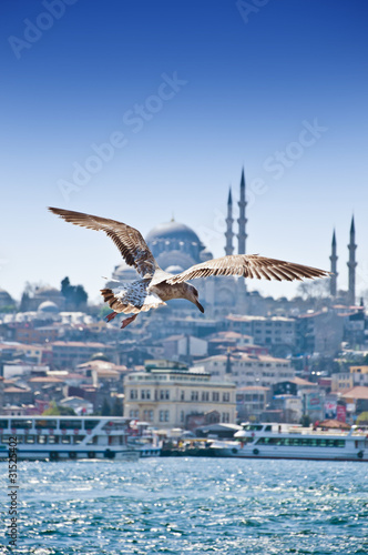Seagull Flying Over the Gol...