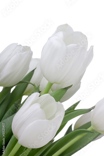 Fototapeta Naklejka Na Ścianę i Meble -  White Tulips