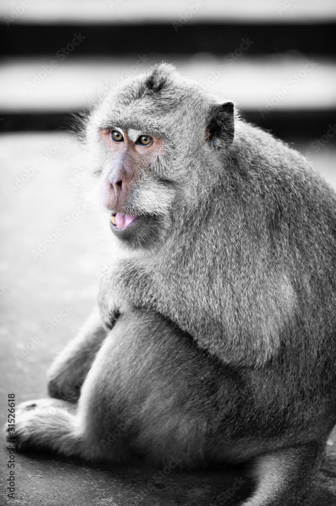 Naklejka premium Monkey