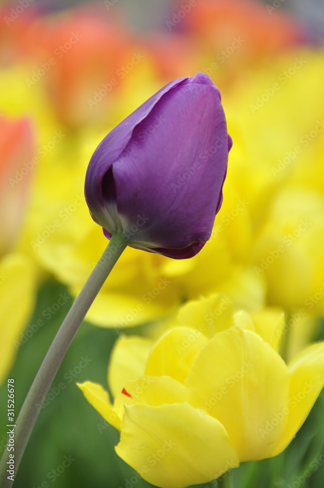Fototapeta premium Tulipes
