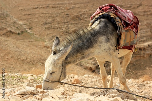 Donkey in the Desert