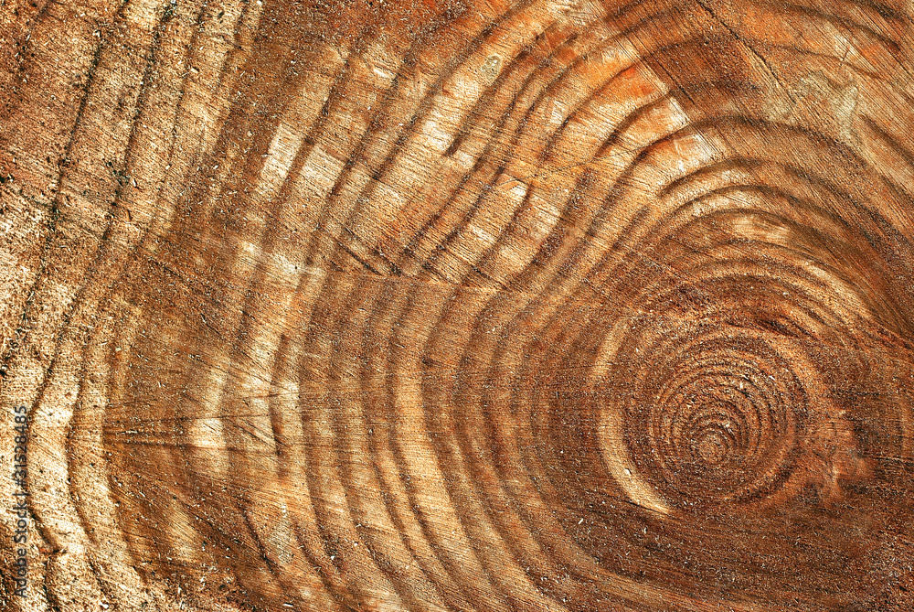 Naklejka premium tree section