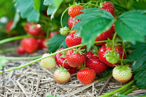 Closeup of fresh organic strawberries