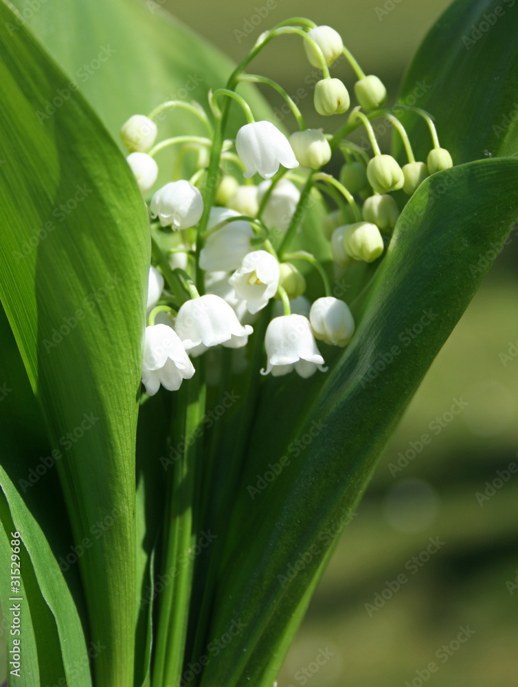 Fototapeta premium un bouquet de muguet