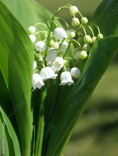 muguet