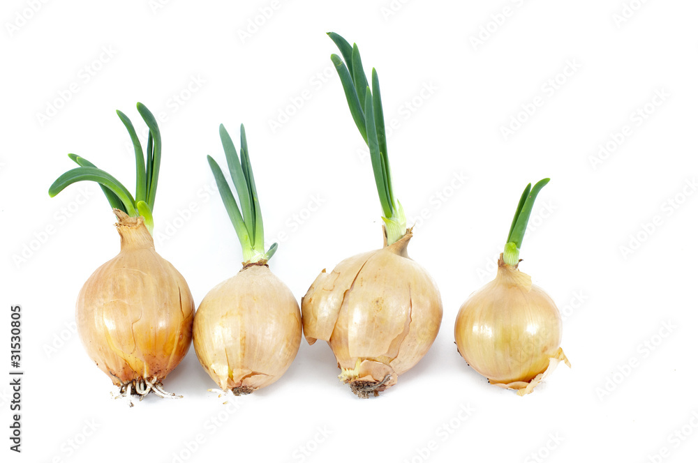 Onions Onions