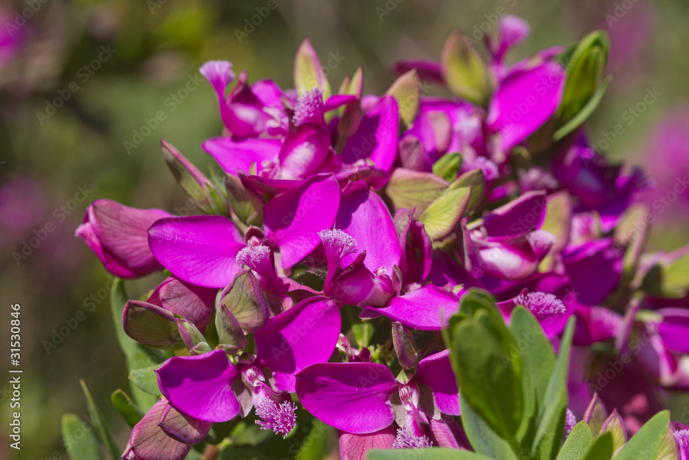 petites fleurs de printemps