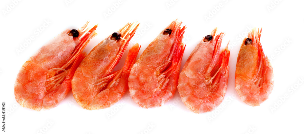 fresh shrimp isolated on white fresh shrimp isolated on white