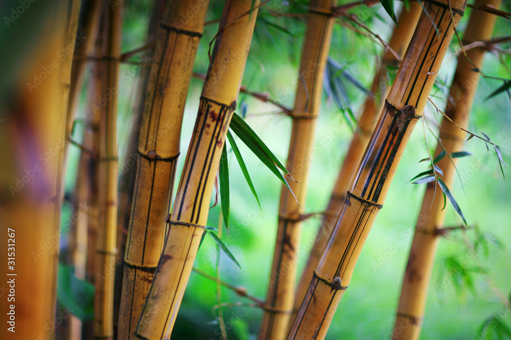 Obraz premium Bambusowy lasowy tło