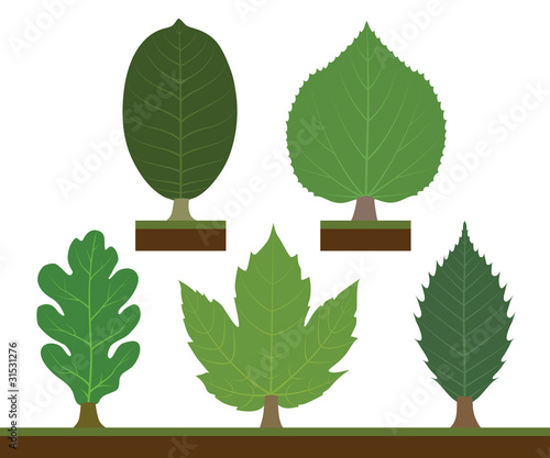 Walnut, linden, oak, maple and chestnut