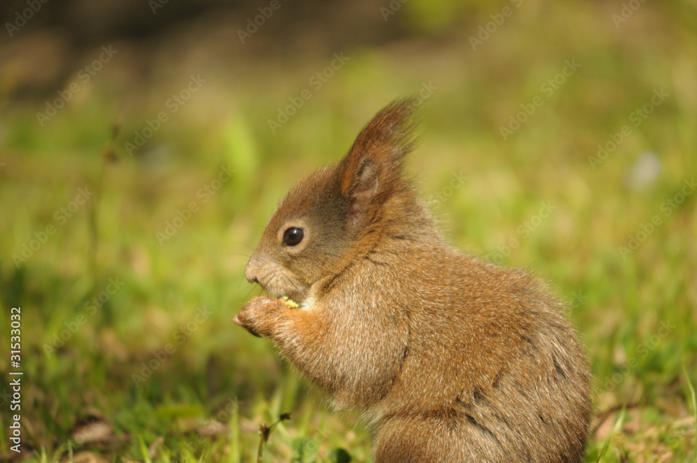 Eichhörnchen Eichhörnchen